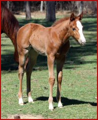 Dominates Image x Ms Mazerati 2011 Filly1847.jpg